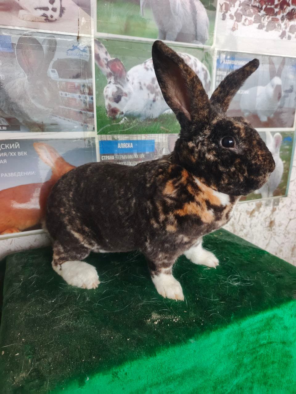 Peshku: “Yangibozor”da Nasriddinovlar xonadonida nasldor quyon soni 200 boshga yetkazildi