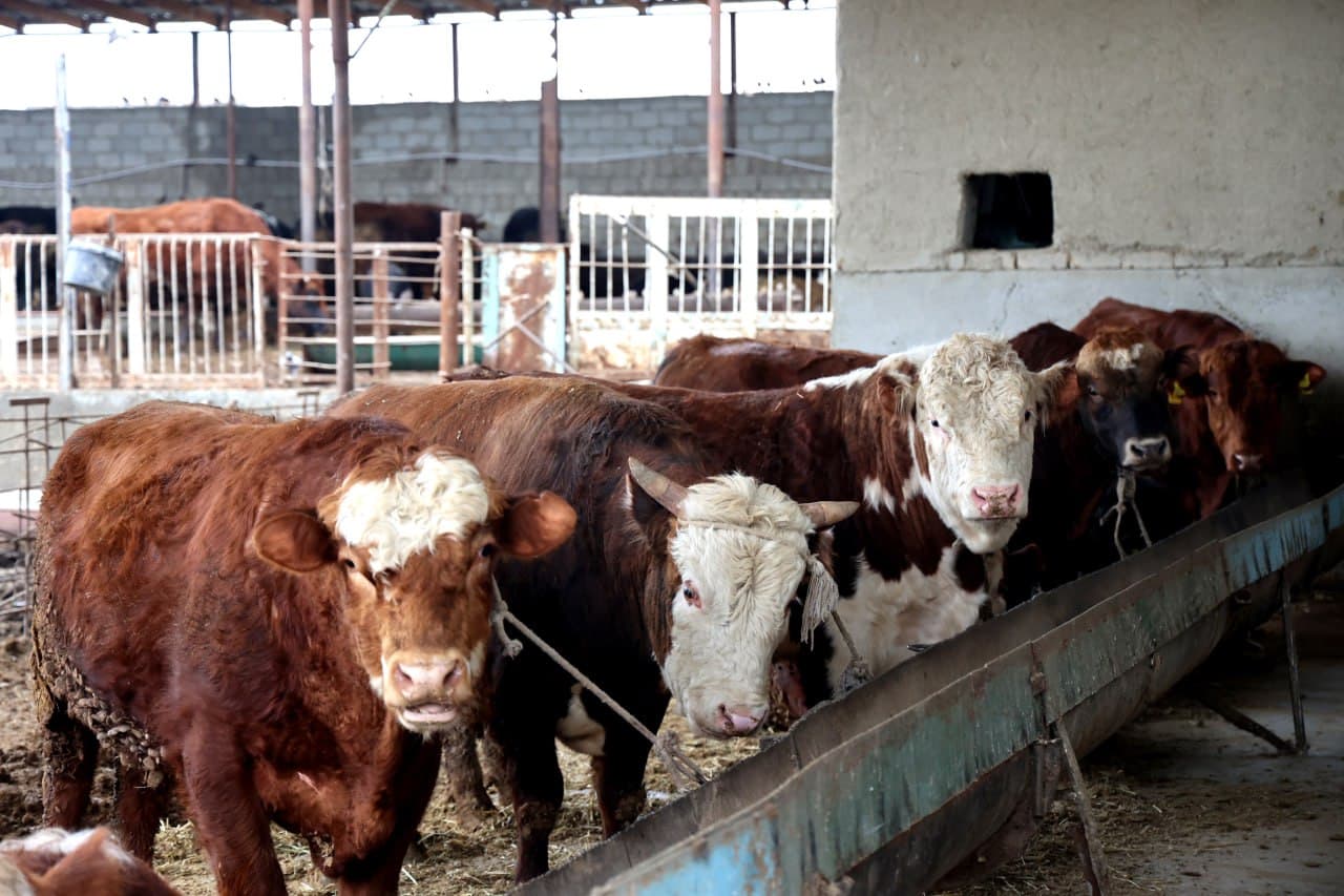 Ғиждувон: ижтимоий “оғир” маҳаллаларда “Янги Ўзбекистон” қиёфасини шакллантириш ишлари изчил бормоқда