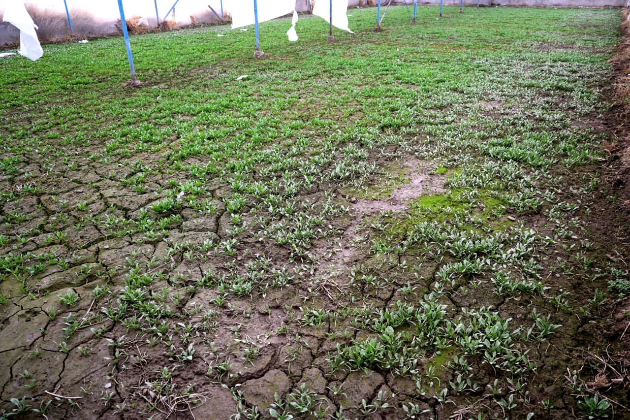 Ғиждувон: ижтимоий “оғир” маҳаллаларда “Янги Ўзбекистон” қиёфасини шакллантириш ишлари изчил бормоқда