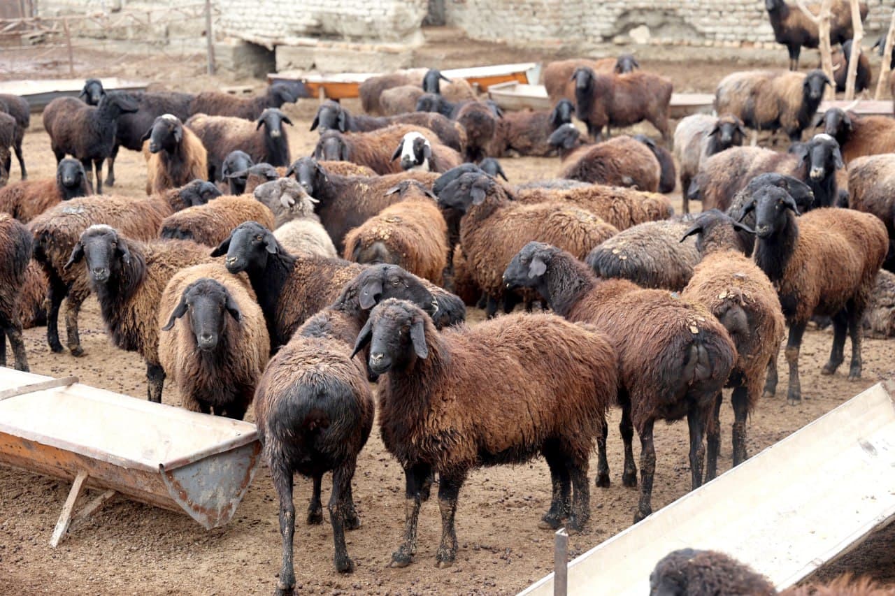 Ғиждувон: ижтимоий “оғир” маҳаллаларда “Янги Ўзбекистон” қиёфасини шакллантириш ишлари изчил бормоқда