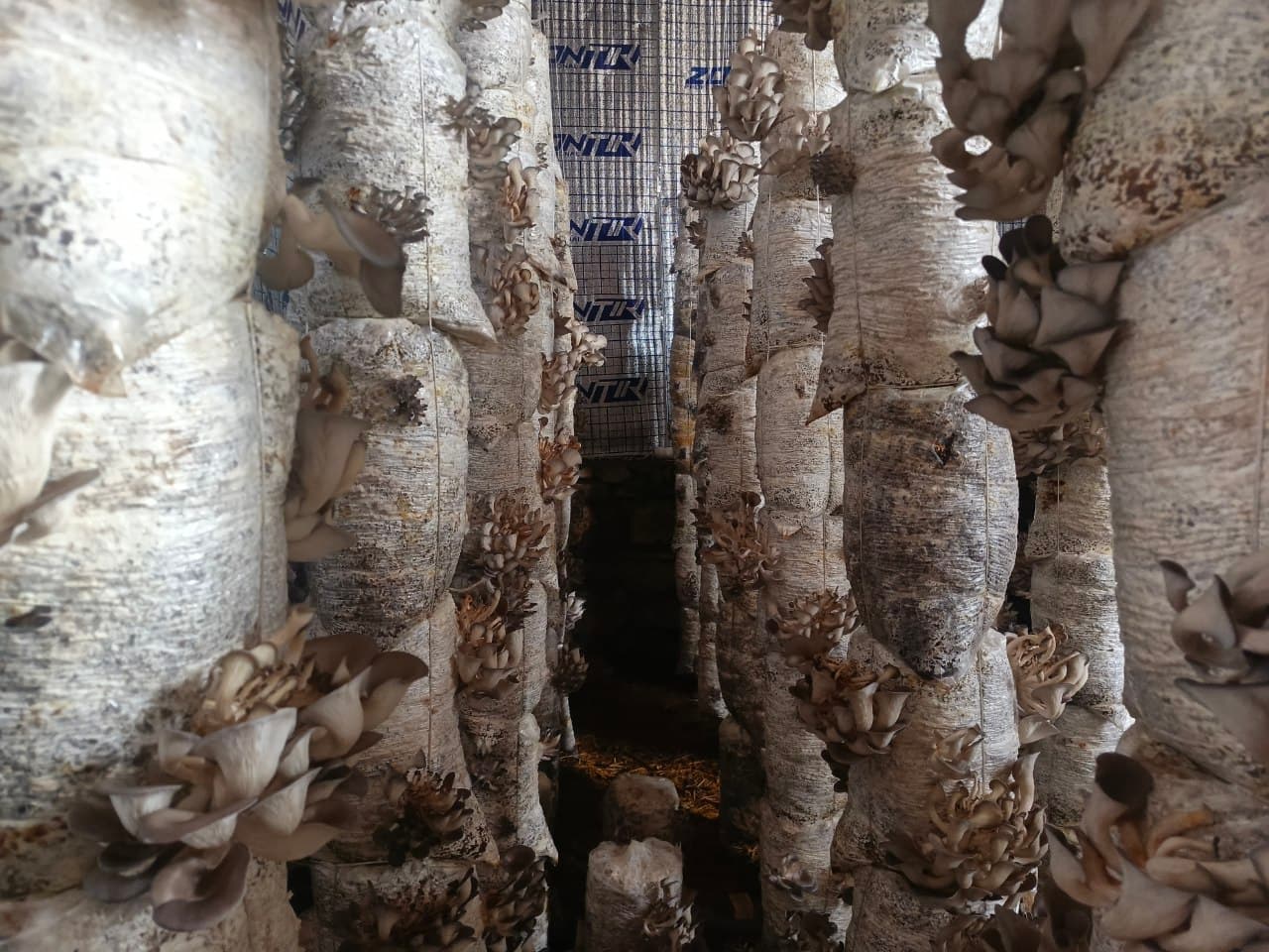 Когон тумани: “Мевазор”да тадбиркор аёллар сафи кенгаймоқда