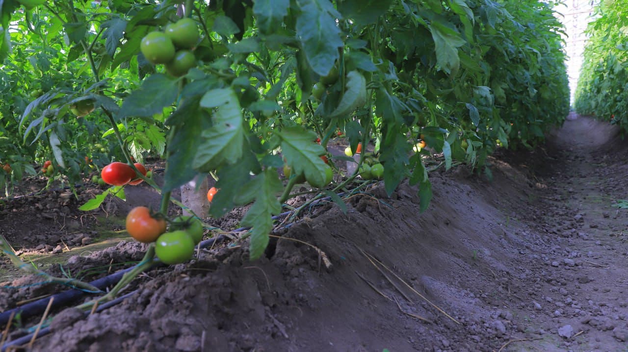 Қоракўл: «Обод турмуш замини» иссиқхоначилик фаолиятини кенгайтирмоқда