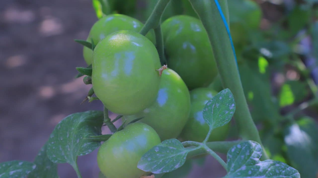 Қоракўл: «Обод турмуш замини» иссиқхоначилик фаолиятини кенгайтирмоқда