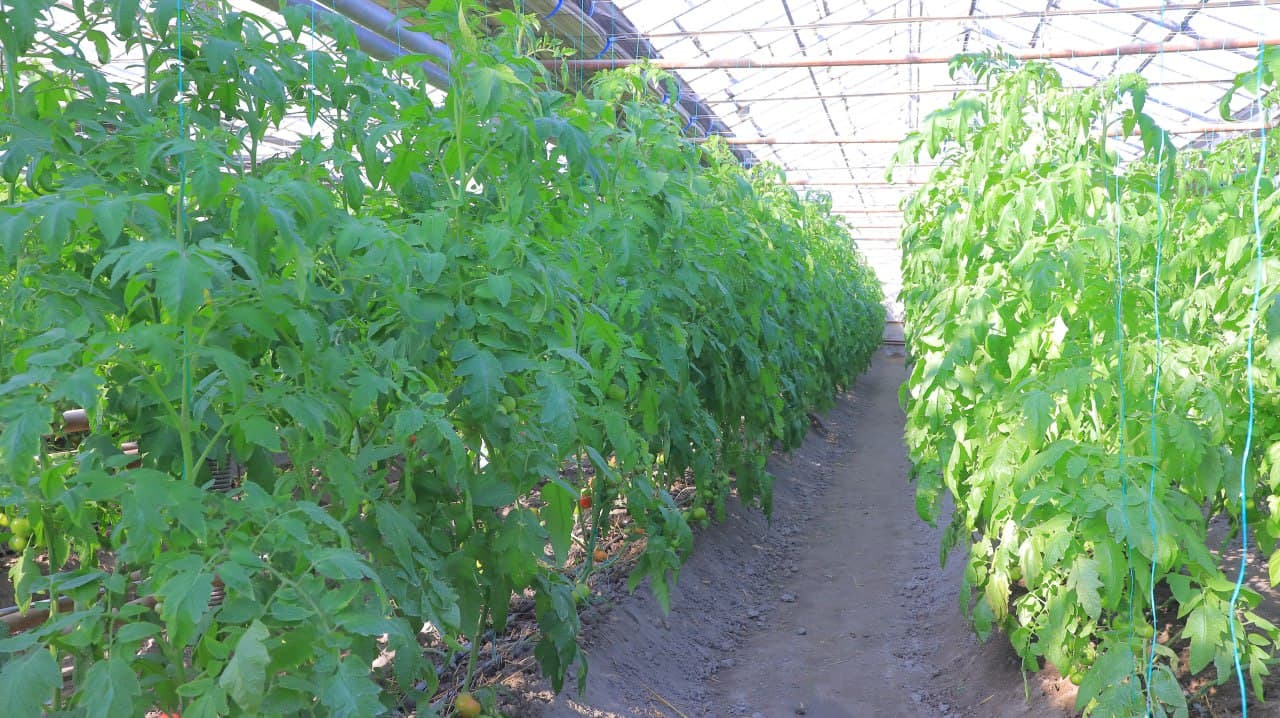 Қоракўл: «Обод турмуш замини» иссиқхоначилик фаолиятини кенгайтирмоқда