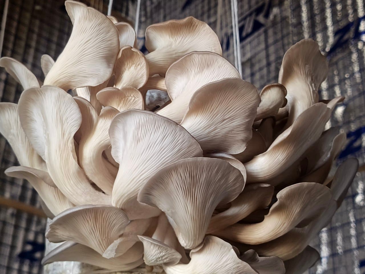 Когон тумани: “Мевазор”да тадбиркор аёллар сафи кенгаймоқда