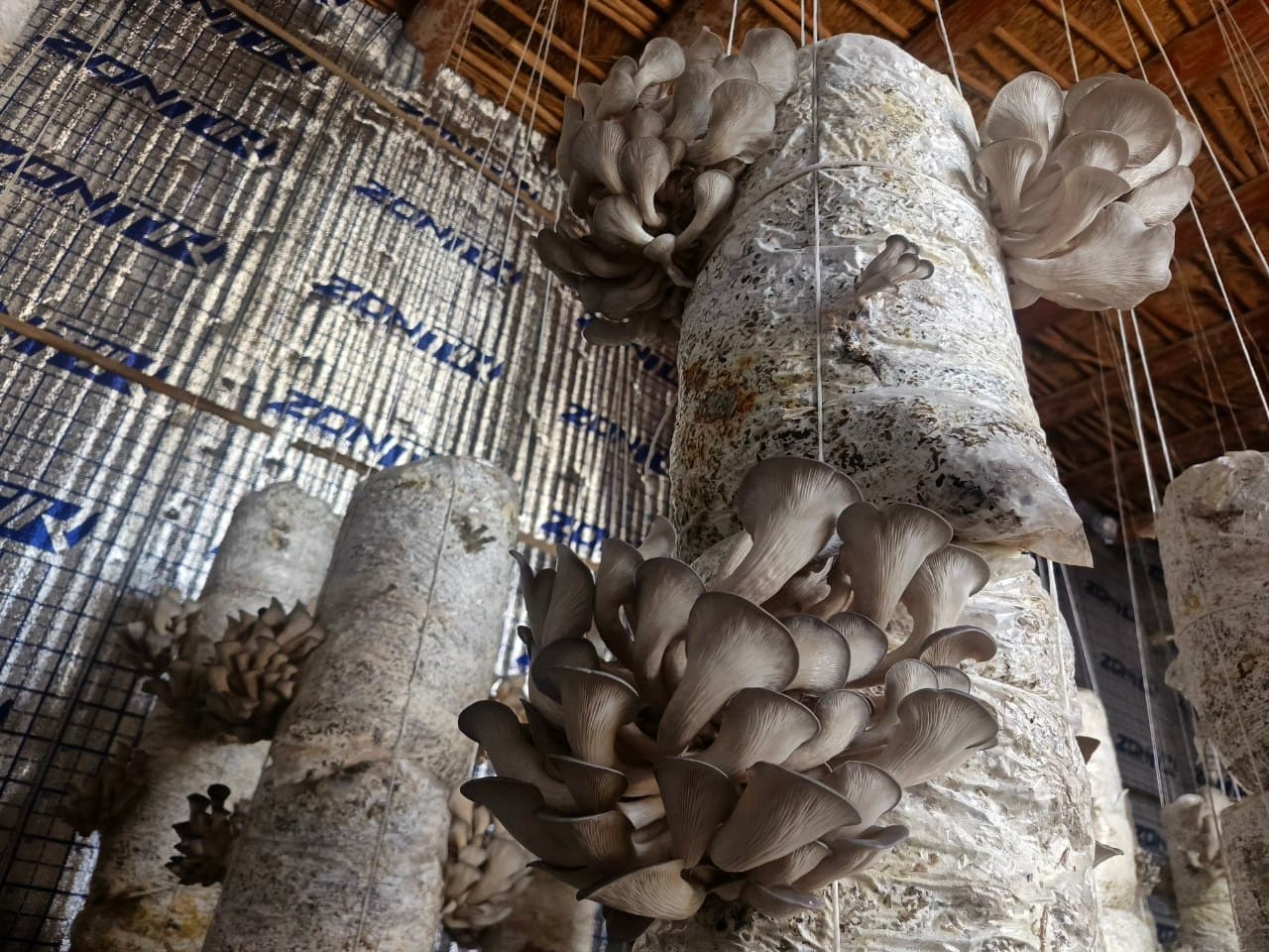 Когон тумани: “Мевазор”да тадбиркор аёллар сафи кенгаймоқда