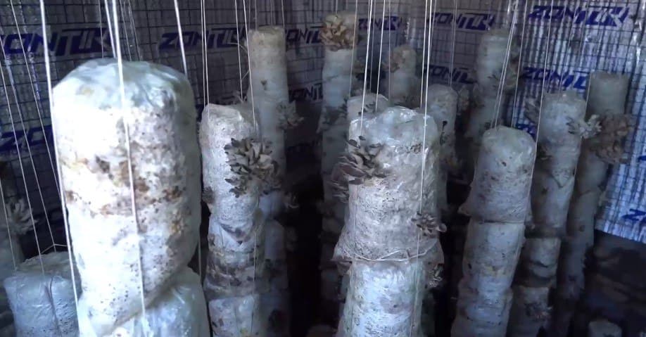 Когон тумани: “Мевазор”да тадбиркор аёллар сафи кенгаймоқда