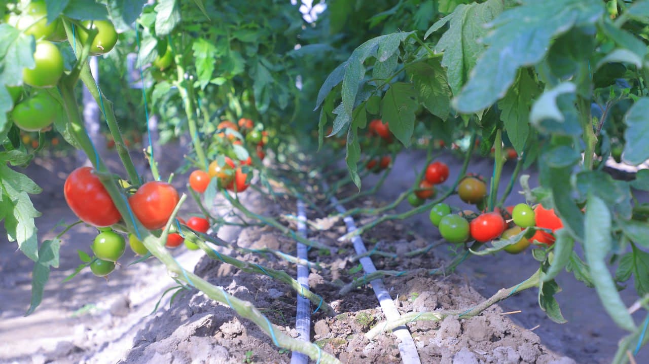 Қоракўл: «Обод турмуш замини» иссиқхоначилик фаолиятини кенгайтирмоқда