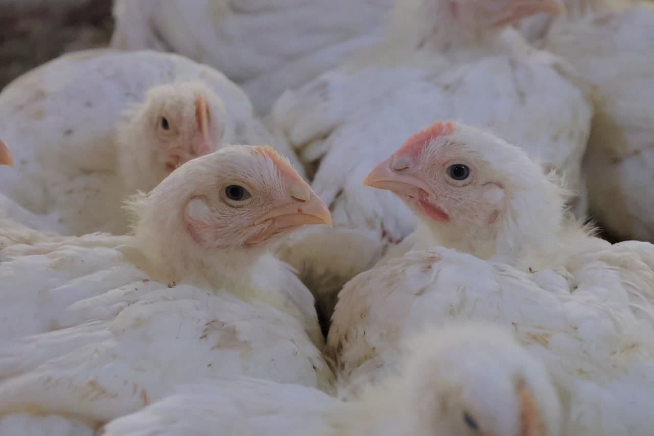 Когон тумани: “Мевазор”да тадбиркор аёллар сафи кенгаймоқда