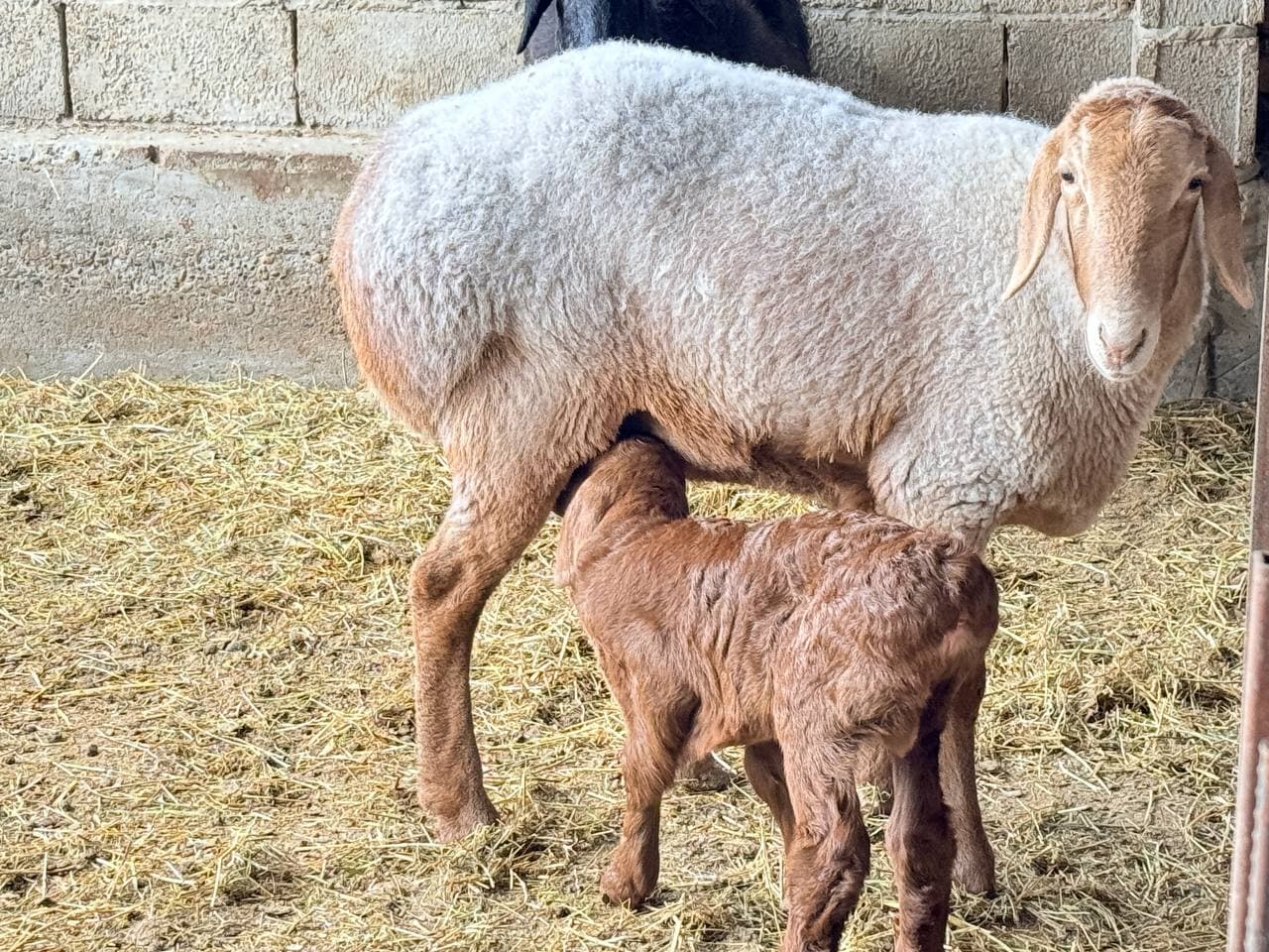 Peshku: Oybekjon Xayrullayev naslchilik xoʻjaligini kengaytirmoqda