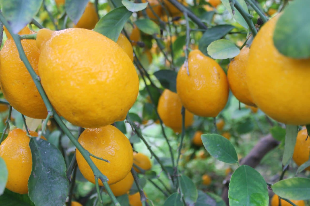 Vobkent: Limonchilik Sojiddin Usmonov oilasiga baraka kiritmoqda