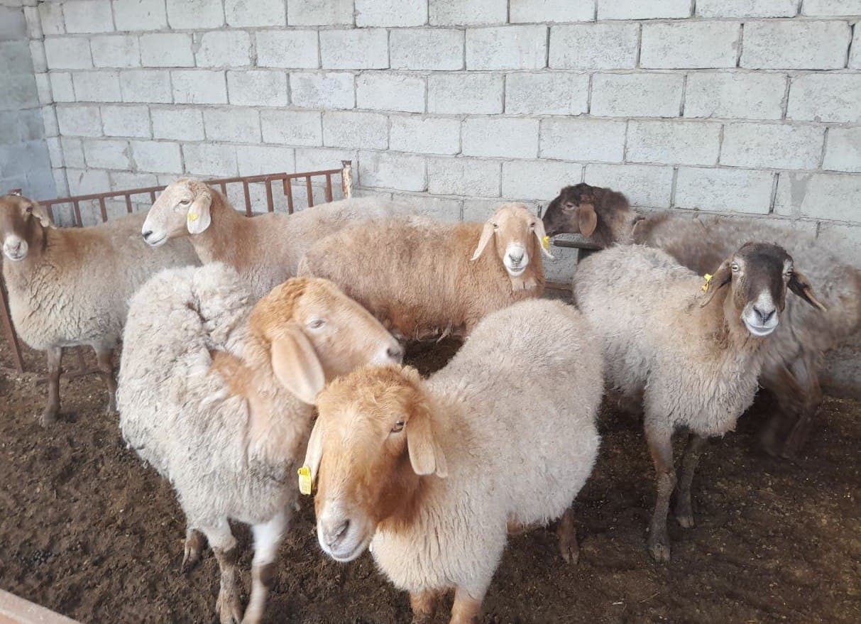 Chorvachilikda gidroponika usulida ozuqa yetishtirish samarali va daromadli texnologiyaga aylanmoqda