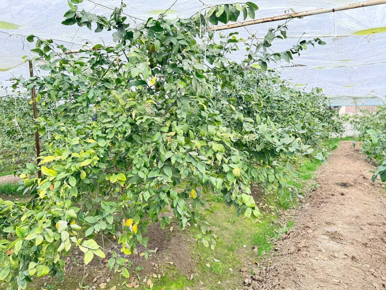 Peshku: Gʻulom Rizoyev limondan yiliga 60-70 million daromad topmoqda