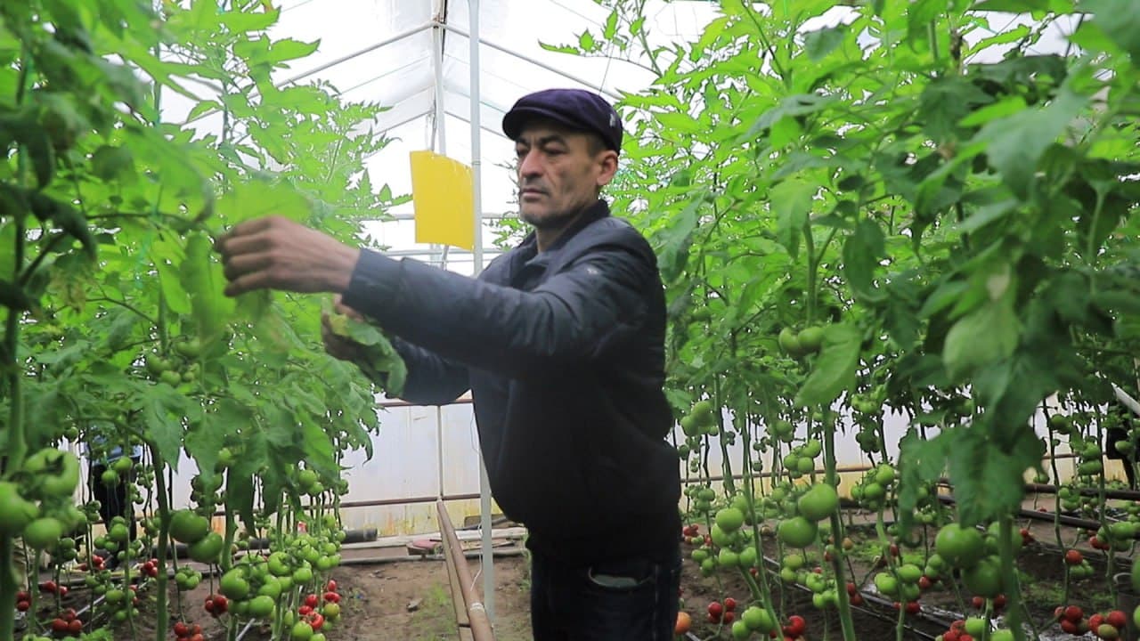 “Яхши ҳосил астойдил меҳнат ва эътибор талаб қилади”, дейди қоракўллик томорқачи Иброҳим ака