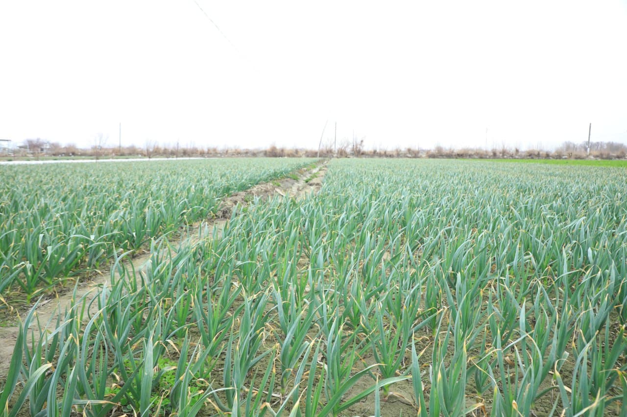 Вобкент: “Даромад ўз томорқангизда, ундан самарали фойдаланинг!”