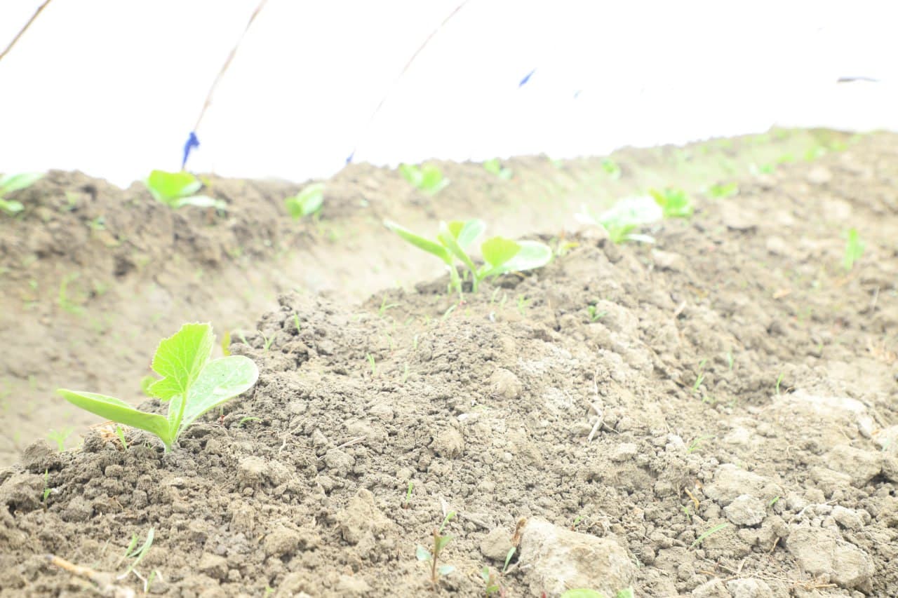 Вобкент: “Даромад ўз томорқангизда, ундан самарали фойдаланинг!”