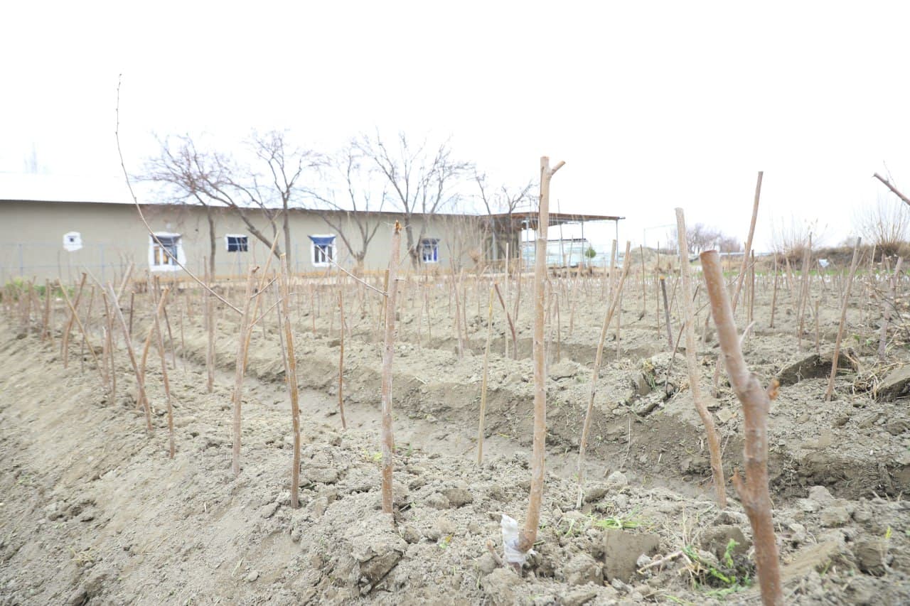 Вобкент: “Даромад ўз томорқангизда, ундан самарали фойдаланинг!”