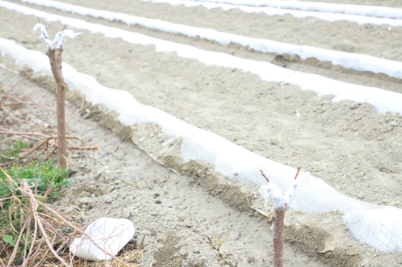 Вобкент: “Даромад ўз томорқангизда, ундан самарали фойдаланинг!”