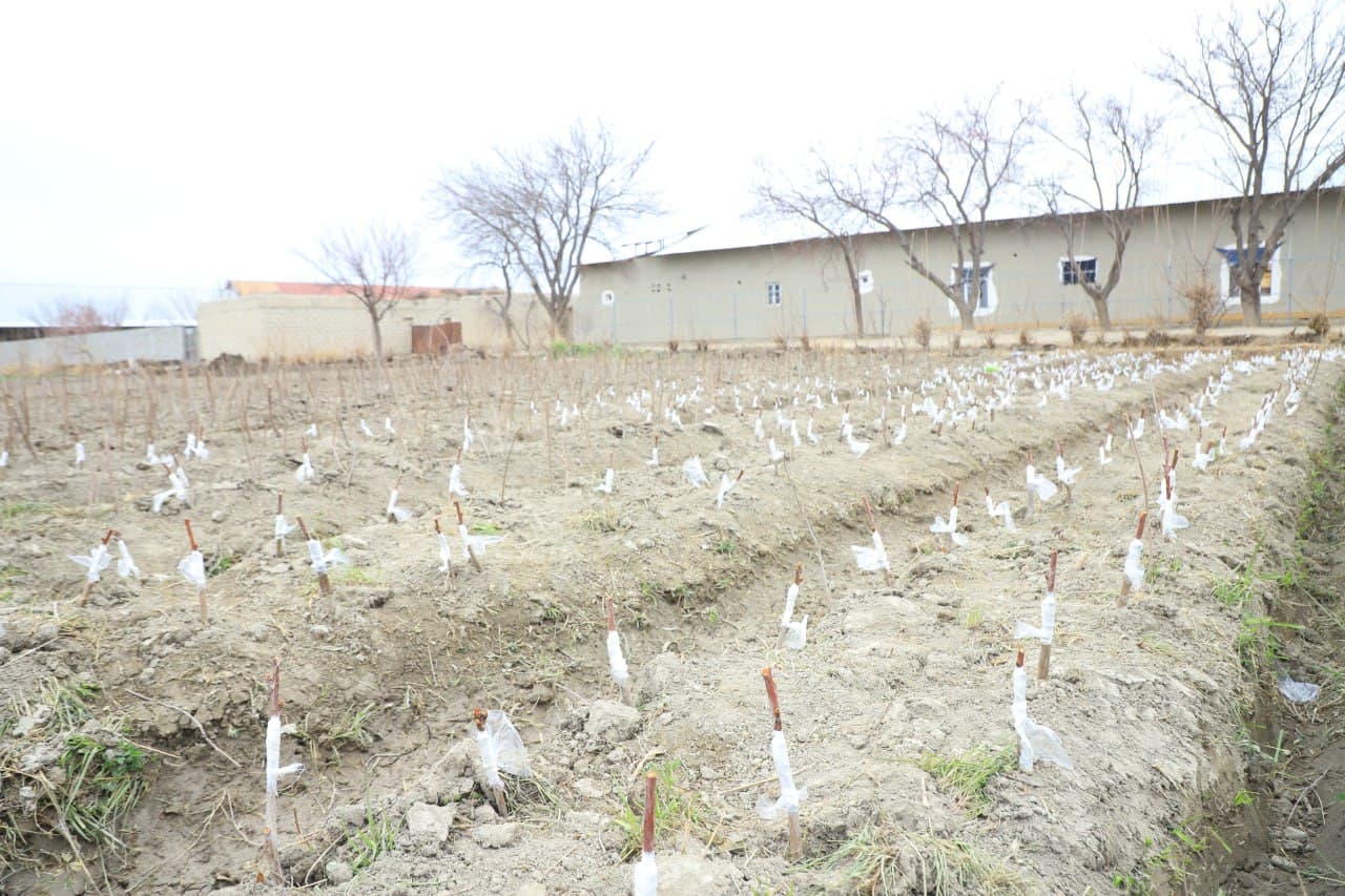 Вобкент: “Даромад ўз томорқангизда, ундан самарали фойдаланинг!”