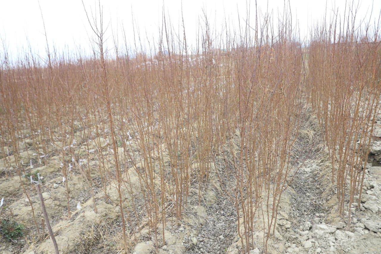 Вобкент: “Даромад ўз томорқангизда, ундан самарали фойдаланинг!”