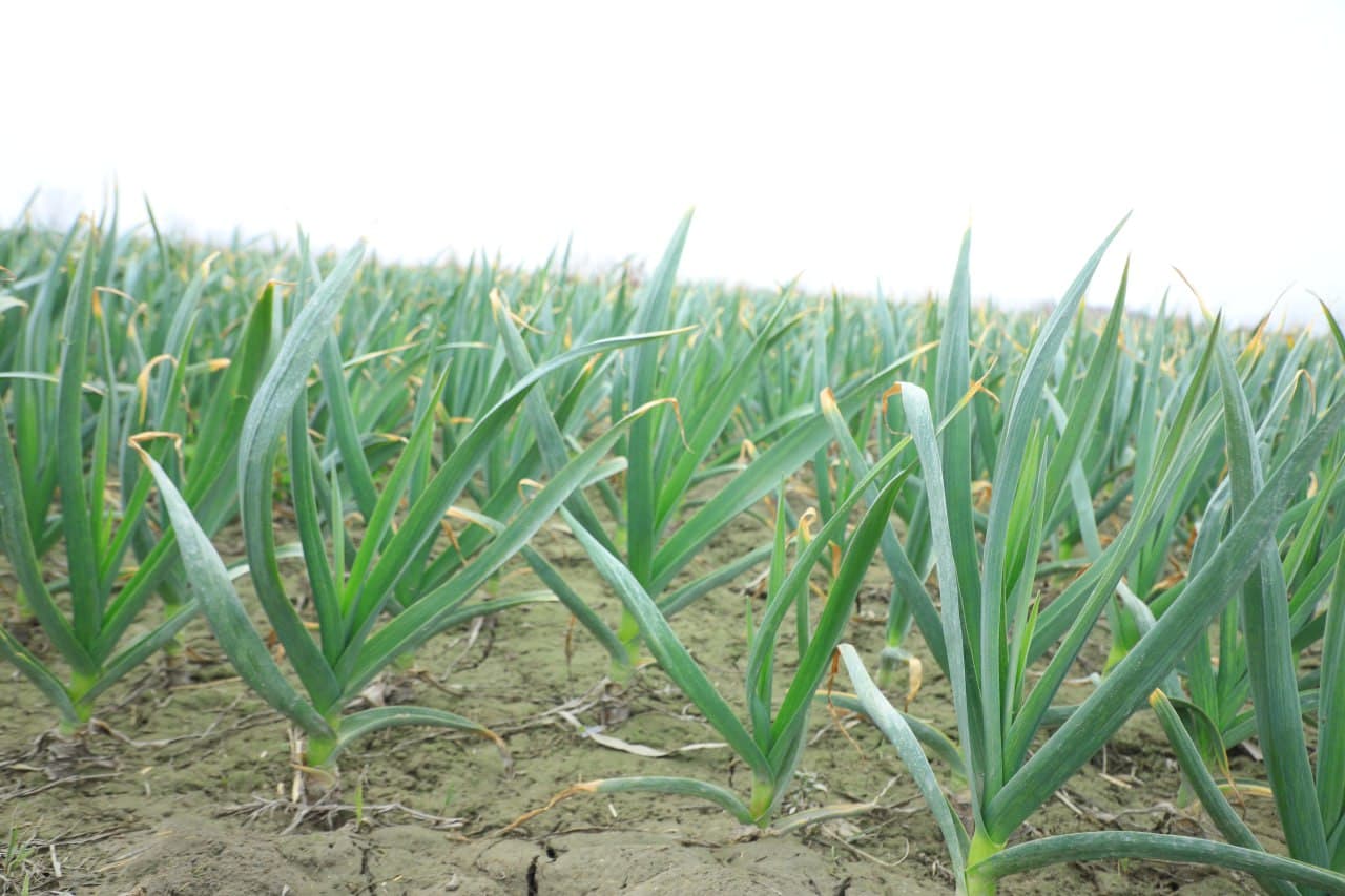 Вобкент: “Даромад ўз томорқангизда, ундан самарали фойдаланинг!”