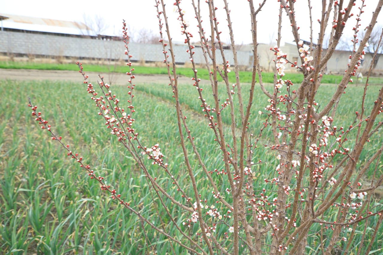 Вобкент: “Даромад ўз томорқангизда, ундан самарали фойдаланинг!”