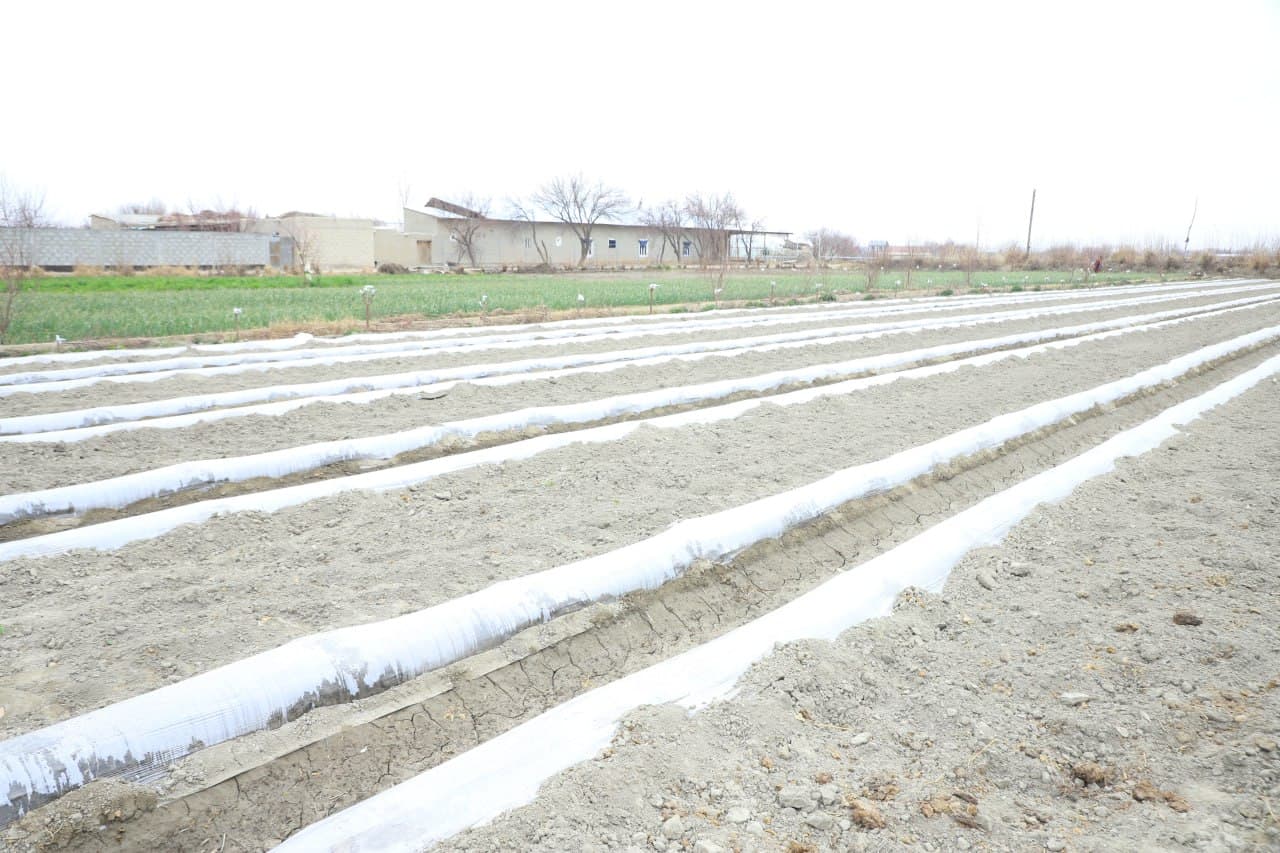 Вобкент: “Даромад ўз томорқангизда, ундан самарали фойдаланинг!”