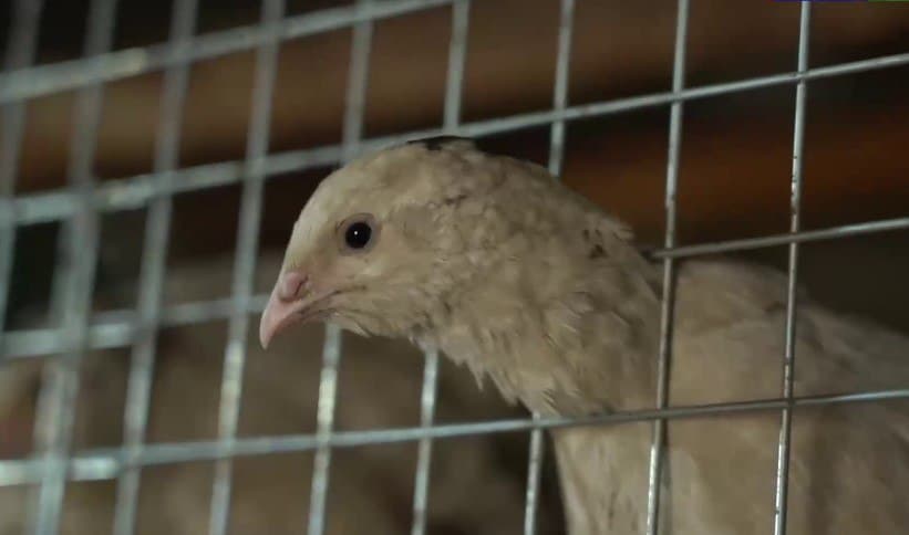 Когон: Бозорова уй хўжалигида бедана сони минг бошга етказилди