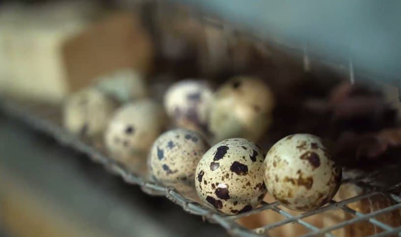 Когон: Бозорова уй хўжалигида бедана сони минг бошга етказилди