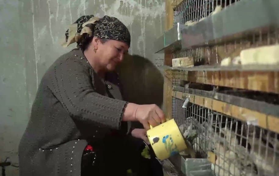 Когон: Бозорова уй хўжалигида бедана сони минг бошга етказилди