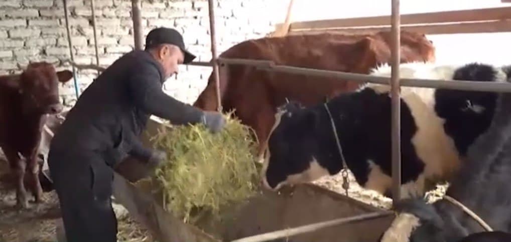 Jondor: “Tobagar”da Sayliyev chorva xoʻjaligi kengaymoqda