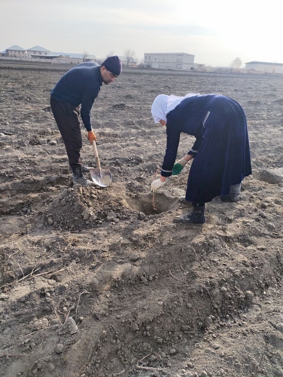 Jondor: “Chiqirobod”da yana 2 gektar yerda tokzor barpo qilinmoqda