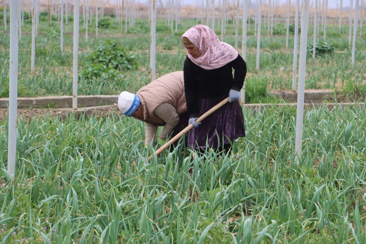 Qorovulbozor: “Navbahor” mahallasidagi 5 gektarli issiqxonada sarimsoqpiyoz yetishtirilmoqda
