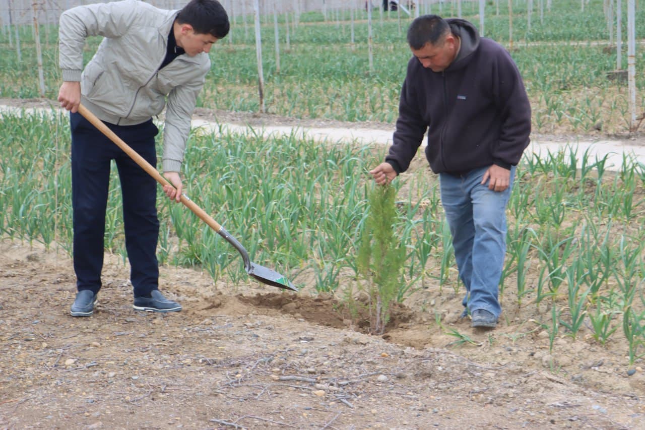 Qorovulbozor: “Navbahor” mahallasidagi 5 gektarli issiqxonada sarimsoqpiyoz yetishtirilmoqda