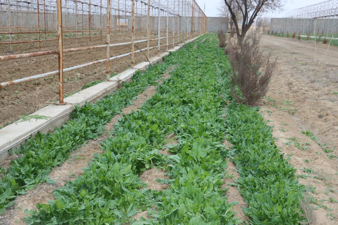 Qorovulbozor: “Navbahor” mahallasidagi 5 gektarli issiqxonada sarimsoqpiyoz yetishtirilmoqda