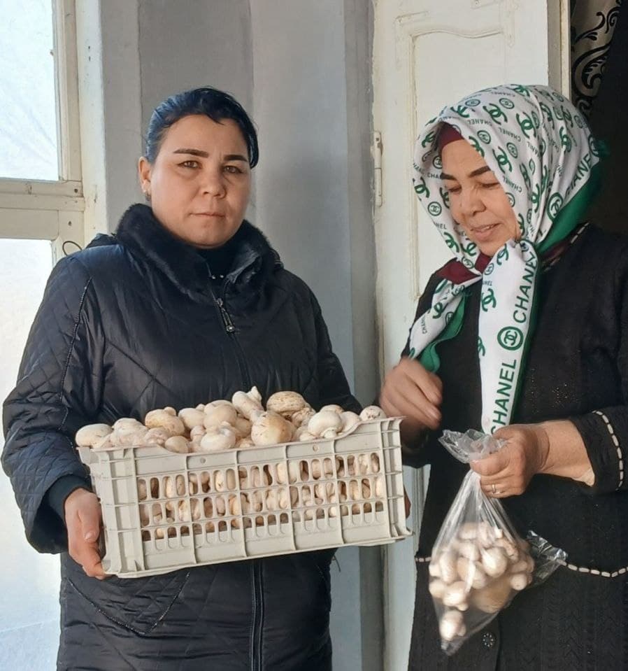 Romitan: “Istiqlol” mahallasida yashovchi uy bekasi Gulchehra Sharopova ham qoʻziqorin yetishtirmoqda