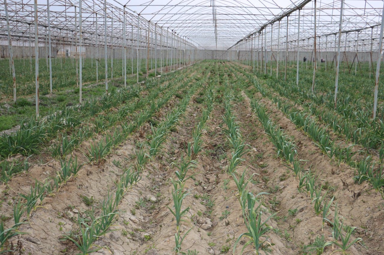 Qorovulbozor: “Navbahor” mahallasidagi 5 gektarli issiqxonada sarimsoqpiyoz yetishtirilmoqda