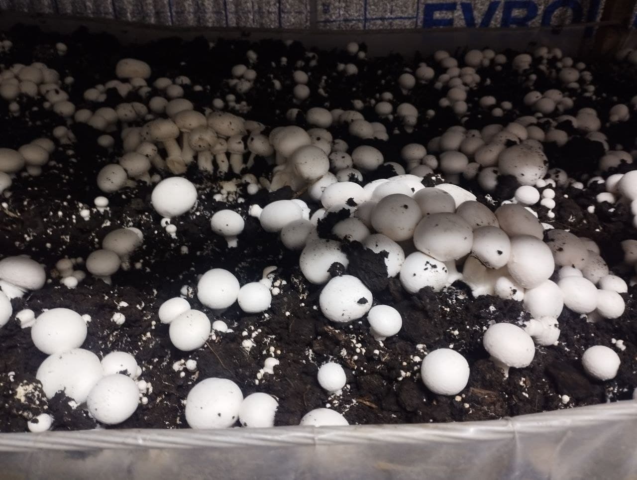 Romitan: “Istiqlol” mahallasida yashovchi uy bekasi Gulchehra Sharopova ham qoʻziqorin yetishtirmoqda