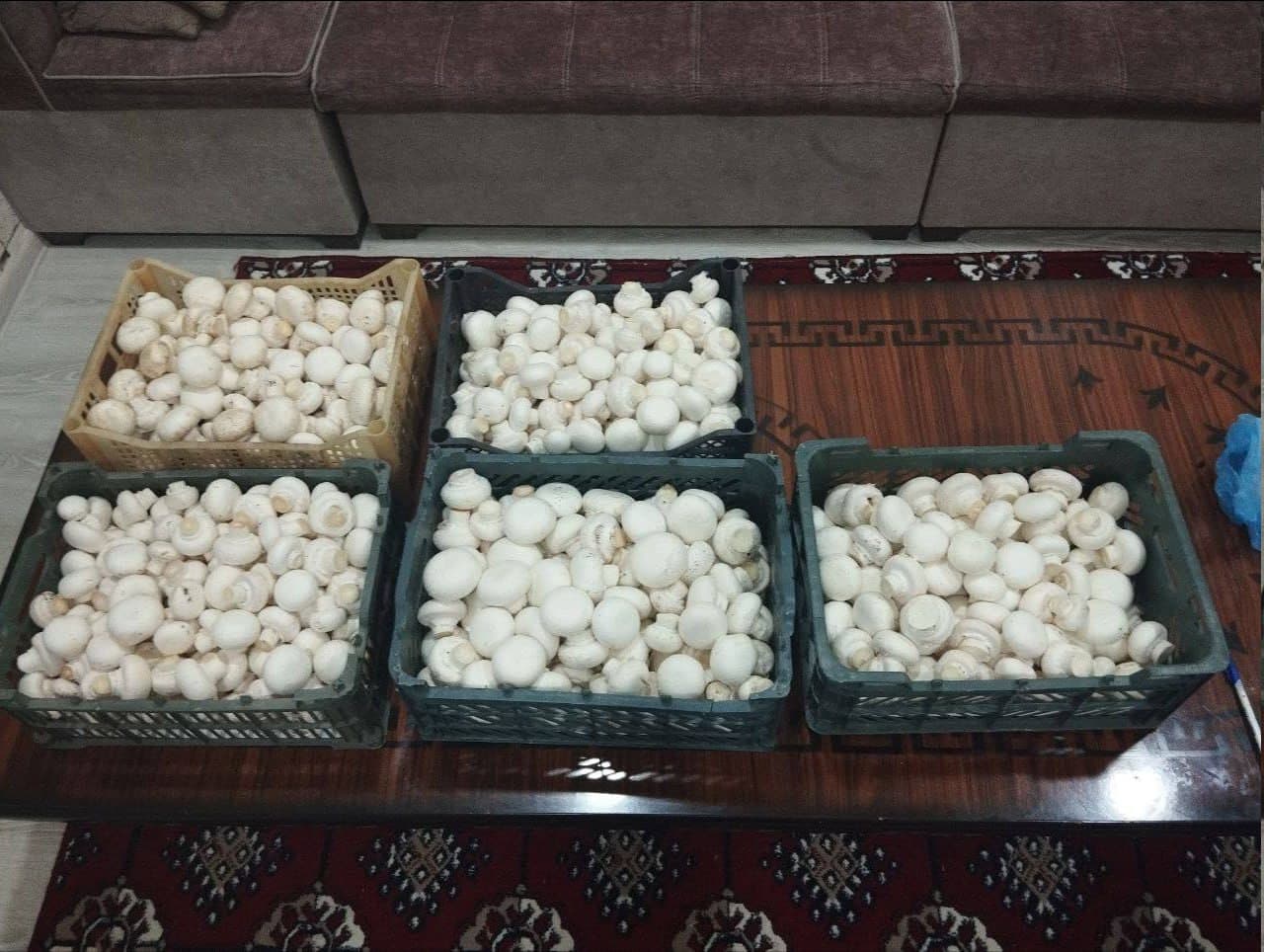 Romitan: “Istiqlol” mahallasida yashovchi uy bekasi Gulchehra Sharopova ham qoʻziqorin yetishtirmoqda