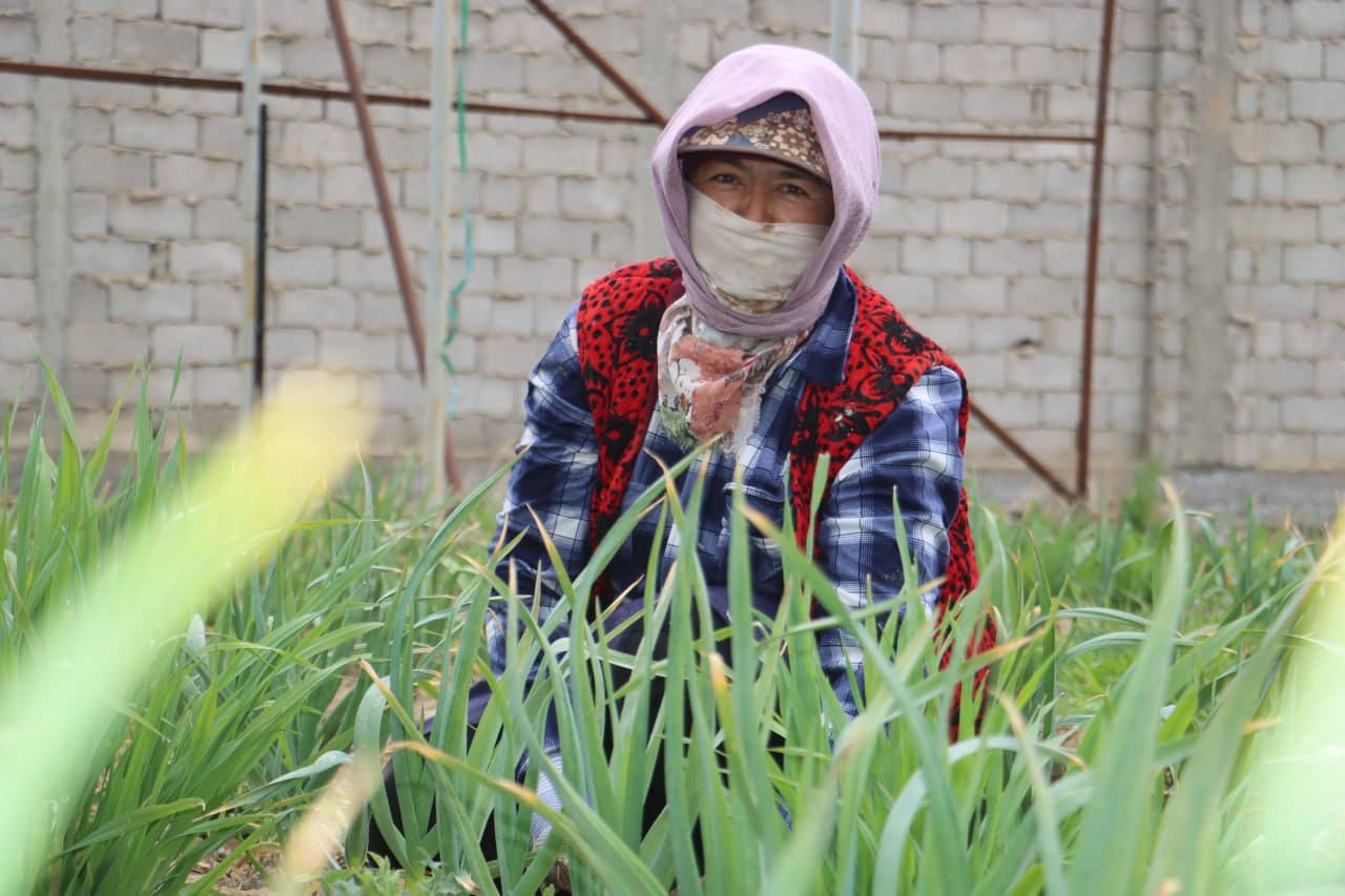 Qorovulbozor: “Navbahor” mahallasidagi 5 gektarli issiqxonada sarimsoqpiyoz yetishtirilmoqda