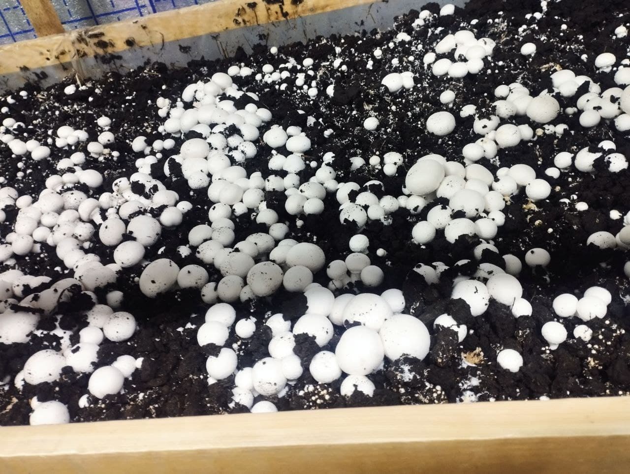 Romitan: “Istiqlol” mahallasida yashovchi uy bekasi Gulchehra Sharopova ham qoʻziqorin yetishtirmoqda