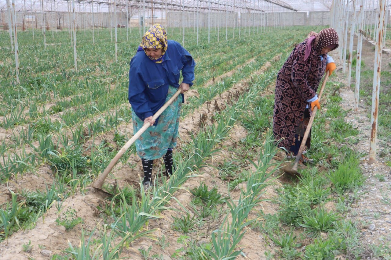 Qorovulbozor: “Navbahor” mahallasidagi 5 gektarli issiqxonada sarimsoqpiyoz yetishtirilmoqda