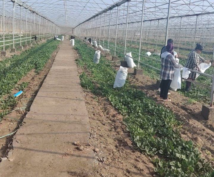 Qorovulbozor: “Navbahor” mahallasidagi 5 gektarli issiqxonada sarimsoqpiyoz yetishtirilmoqda