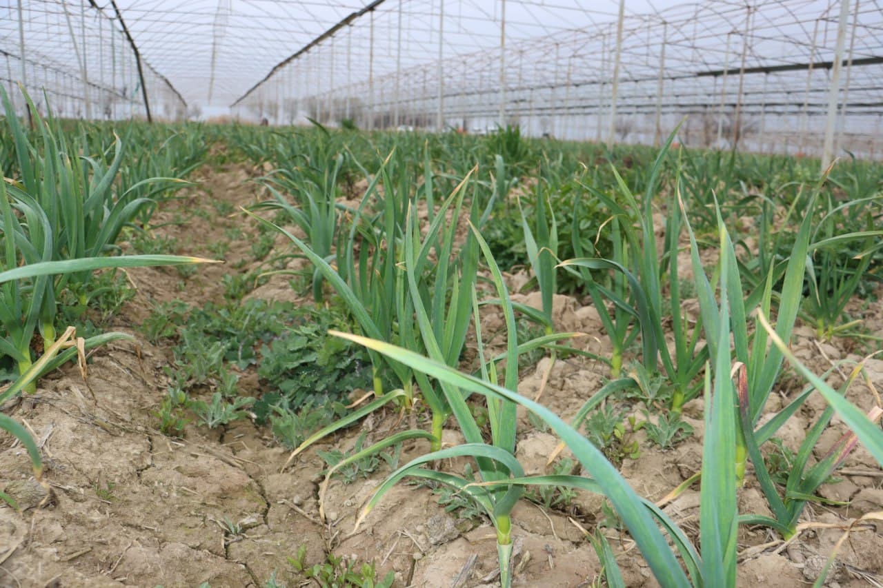 Qorovulbozor: “Navbahor” mahallasidagi 5 gektarli issiqxonada sarimsoqpiyoz yetishtirilmoqda