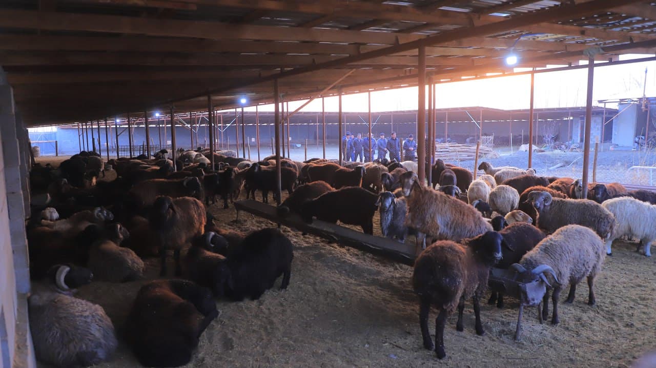 Qorakoʻl: Xoʻjakon mahallasida yashovchi Qurbonov qoʻrasidagi qoʻylari soni 400 boshga yetkazildi