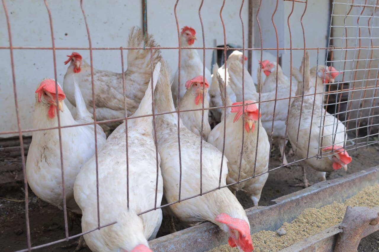 Когон: Фозиловлар хонадони учун ҳам томорқа ва паррандачилик—фаровонлик омили