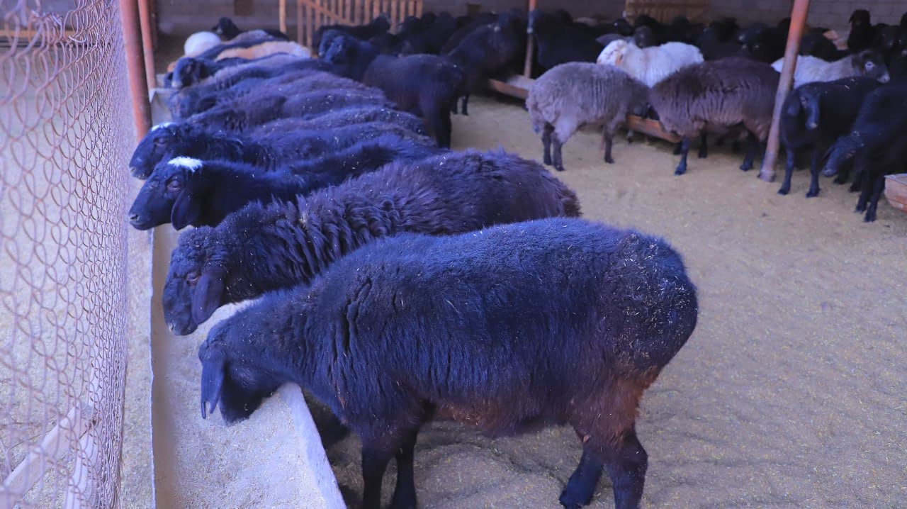 Qorakoʻl: Xoʻjakon mahallasida yashovchi Qurbonov qoʻrasidagi qoʻylari soni 400 boshga yetkazildi