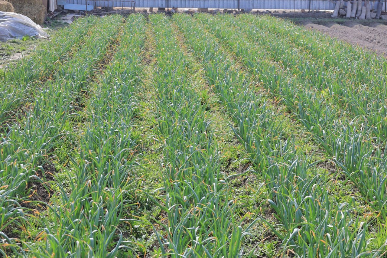 Когон: Фозиловлар хонадони учун ҳам томорқа ва паррандачилик—фаровонлик омили