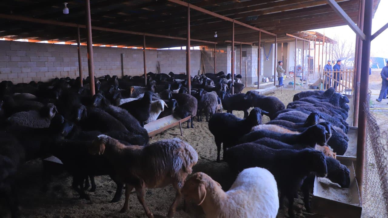 Qorakoʻl: Xoʻjakon mahallasida yashovchi Qurbonov qoʻrasidagi qoʻylari soni 400 boshga yetkazildi