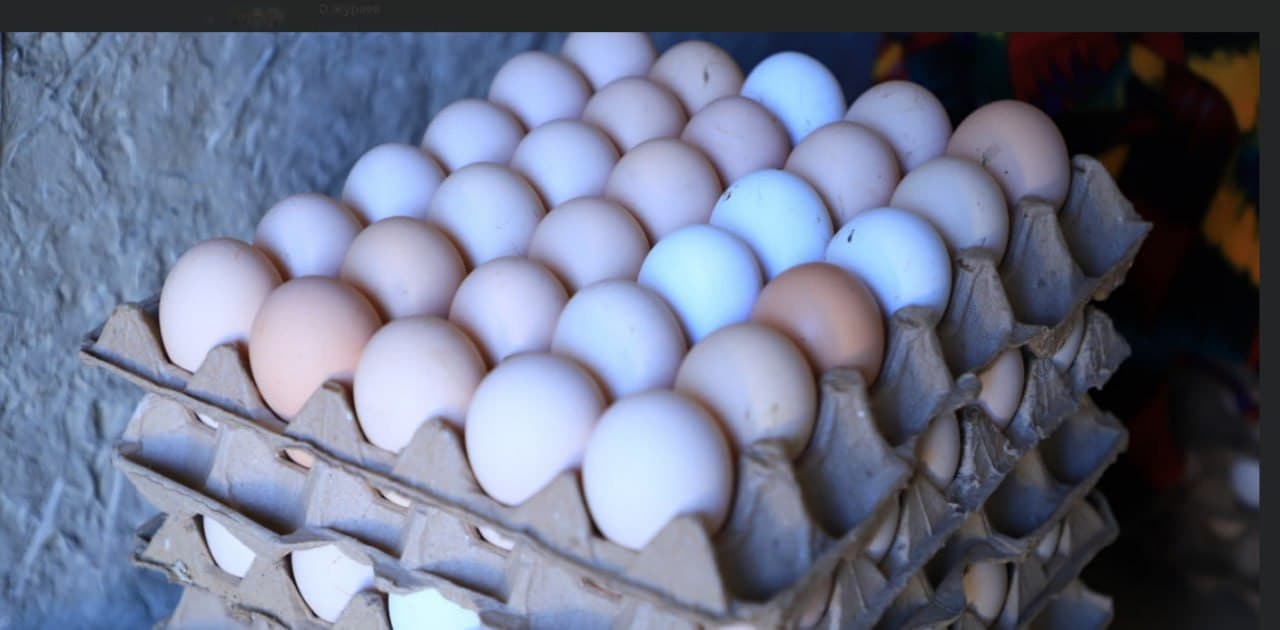 Когон: Фозиловлар хонадони учун ҳам томорқа ва паррандачилик—фаровонлик омили